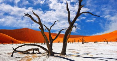 Trees in Namibia