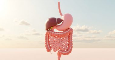 Human digestive system model