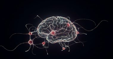 Human brain neurons
