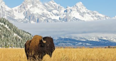 Bison in Wyoming