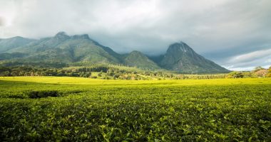 Green tea plantation in Malawi