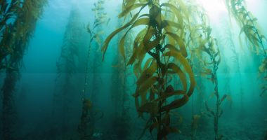 Seaweed floating