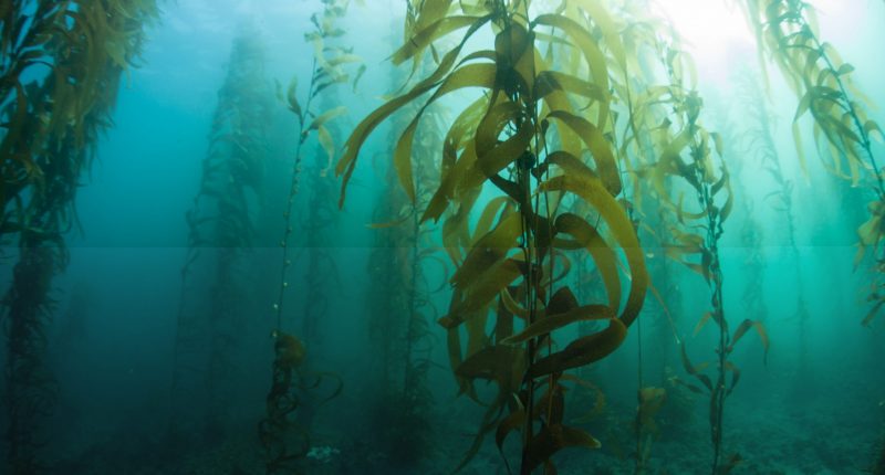Seaweed floating
