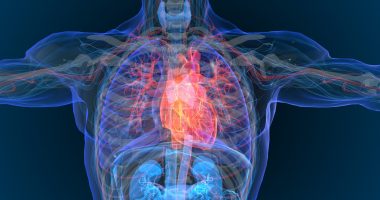 The heart inside a skeleton