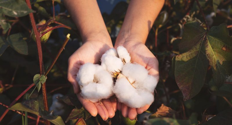Harvested cotton in the hands of a grower.