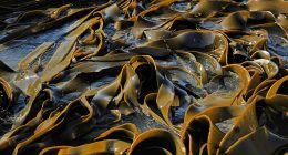 Seaweed