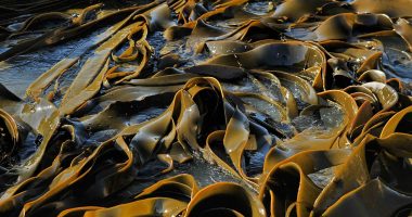 Seaweed