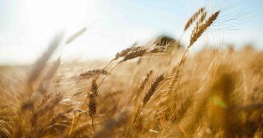 Wheat blows in the breeze