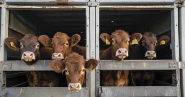 Cows concept AI gen